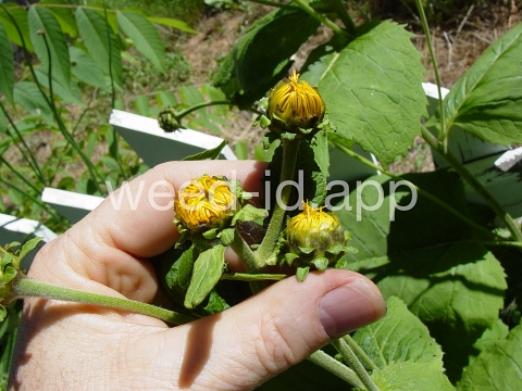 elecampane